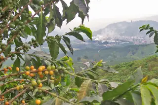 Cafetal en Chinchiná