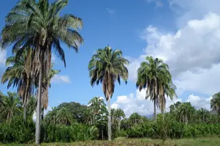 Palmas en Carmen de Apicalá