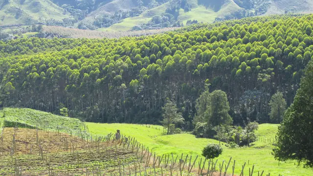 Paisaje cafetero de Risaralda