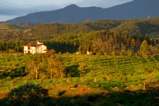 Cafetales al atardecer en Filandia