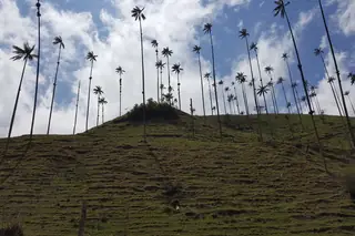 Palmas de cera, Valle de Cocora