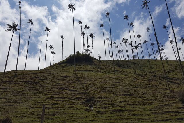 Paisaje de Eje Cafetero: Palmas de cera, Valle de Cocora