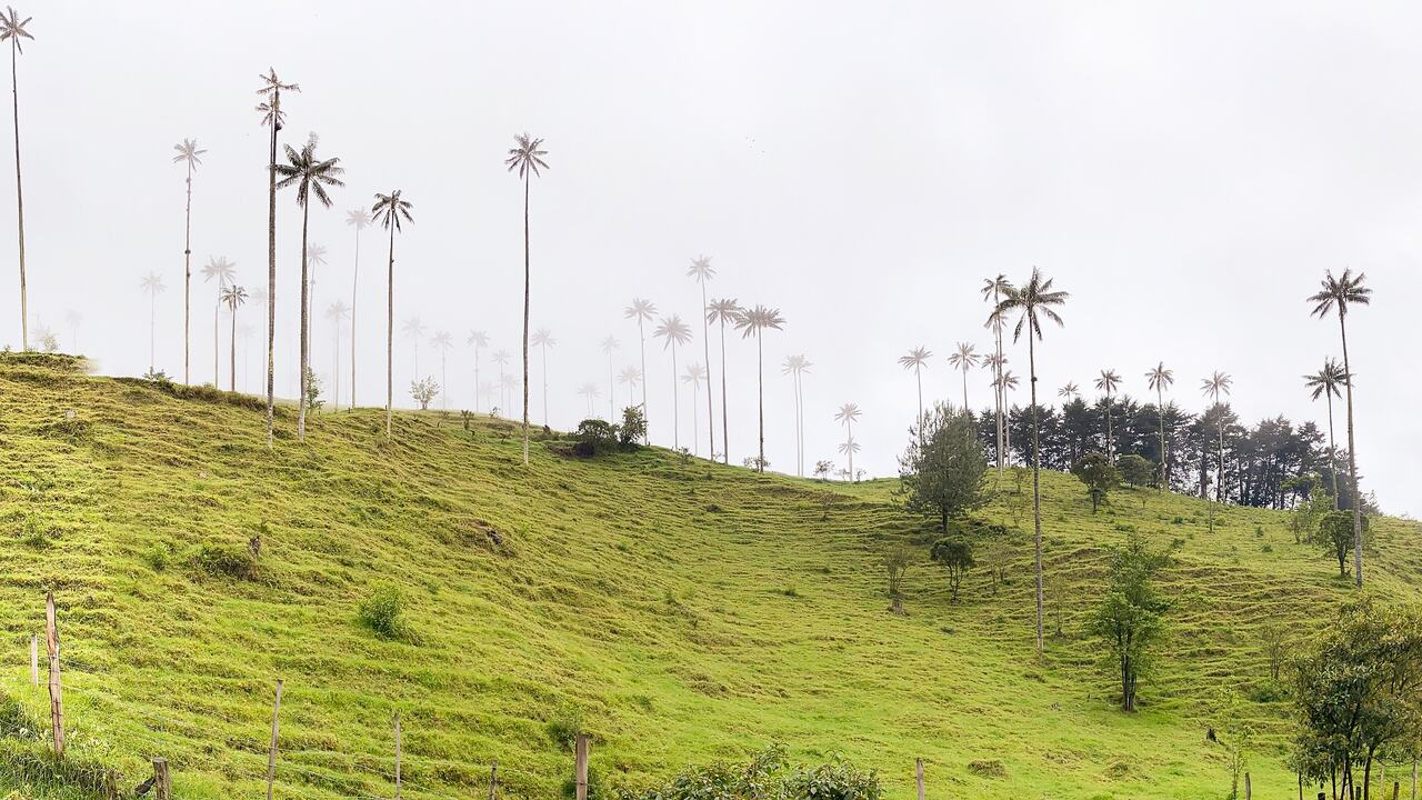 Valle de Cocora, Quindío: Palmas de cera en el Valle de Cocora