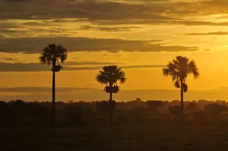 Amanecer en los Llanos